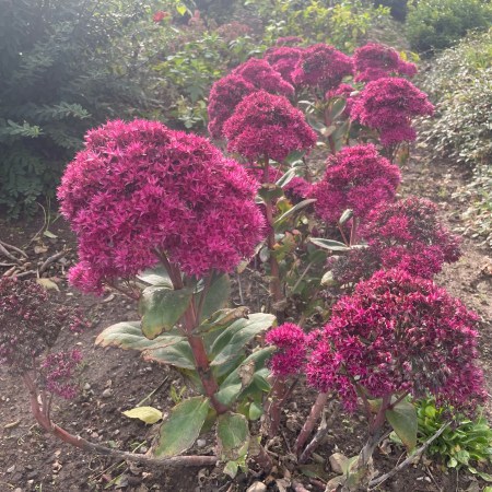 Clusters of vivid pink, star-shaped flowers above reddish stems and broad green leaves, with darker fading flower heads and soil beneath.