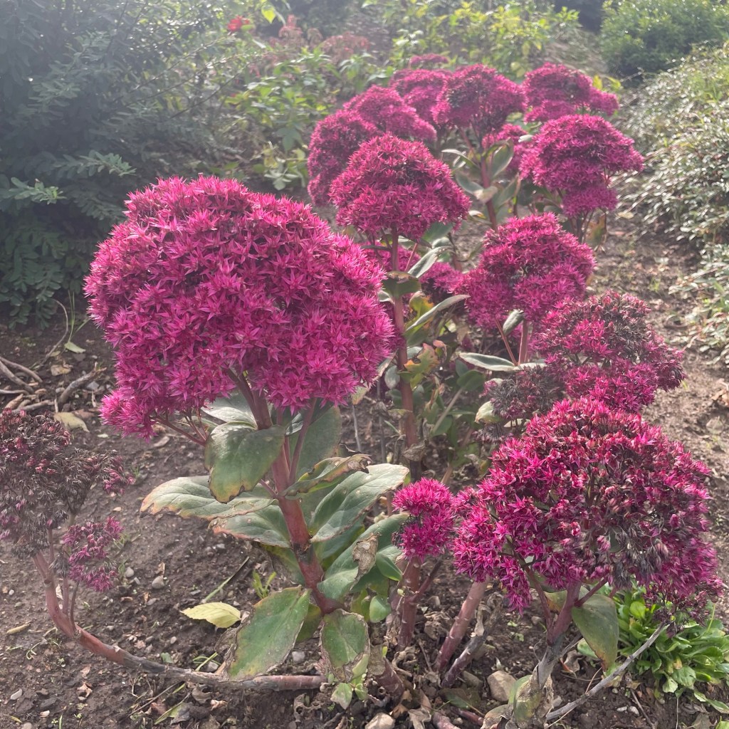 Clusters of vivid pink, star-shaped flowers above reddish stems and broad green leaves, with darker fading flower heads and soil beneath.